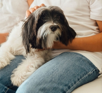 A small dog on owner's lap