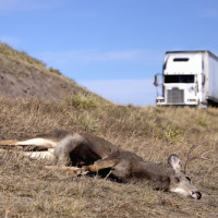 deer hit by a truck