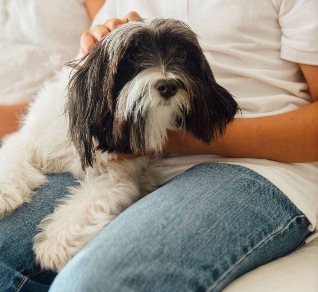 Dog on owner's lap